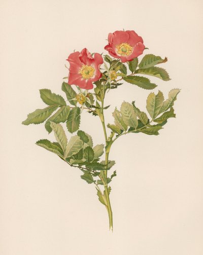 English Rose by English School